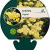 Achillea 'Taygetea' Pot 9 cm