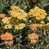 Achillea 'Terracotta' Pot 9 cm