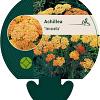 Achillea 'Terracotta' Pot 9 cm