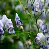 Aconitum camm. 'Bicolor' Pot 9 cm