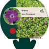 Vinca minor 'Atropurpurea' Pot 9 cm