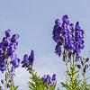 Aconitum carm. 'Arendsii' Pot 9 cm
