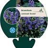 Aconitum carm. 'Arendsii' Pot 9 cm
