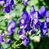 Aconitum henryi 'Spark's Variety' Pot 9 cm
