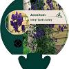 Aconitum henryi 'Spark's Variety' Pot 9 cm