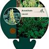Aconitum lamarckii Pot 9 cm