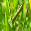 Acorus calamus Pot 9 cm
