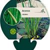 Acorus calamus Pot 9 cm