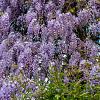 Wisteria sinensis 'Prolific' Pot 2 Liter