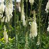 Actaea racemosa cordifolia Pot 9 cm