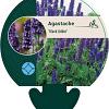 Agastache 'Black Adder' Pot 9 cm