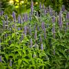 Agastache 'Black Adder' Pot 9 cm