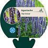 Agastache 'Blue Fortune' Pot 9 cm