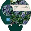 Ajuga reptans Pot 9 cm
