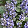 Ajuga reptans Pot 9 cm