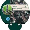 Ajuga reptans 'Atropurpurea' Pot 9 cm