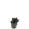 Ajuga reptans 'Atropurpurea' Pot 9 cm
