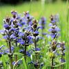 Ajuga reptans 'Atropurpurea' Pot 9 cm