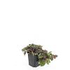 Ajuga reptans 'Burgundy Glow' Pot 9 cm