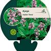 Ajuga reptans 'Rosea' Pot 9 cm