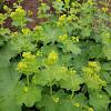 Alchemilla erythropoda Pot 9 cm