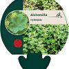 Alchemilla erythropoda Pot 9 cm