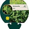 Alchemilla mollis Pot 9 cm