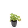 Alchemilla mollis Pot 9 cm
