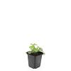 Alchemilla mollis Pot 9 cm