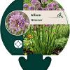 Allium 'Millenium' Pot 9 cm