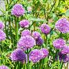 Allium schoenoprasum Pot 9 cm
