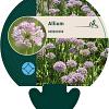Allium senescens Pot 9 cm