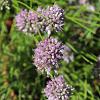 Allium senescens Pot 9 cm