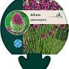 Allium sphaerocephalon Pot 9 cm