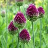 Allium sphaerocephalon Pot 9 cm
