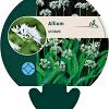 Allium ursinum Pot 9 cm