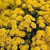 Alyssum montanum Pot 9 cm