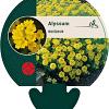 Alyssum montanum Pot 9 cm