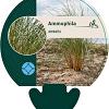 Ammophila arenaria Pot 9 cm