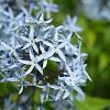Amsonia tabernaemontana Pot 9 cm