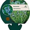 Amsonia tabernaemontana Pot 9 cm