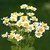 Anacyclus pyrethrum depressus Pot 9 cm
