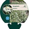 Anaphalis triplinervis Pot 9 cm