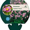 Anemone h. 'Praecox' Pot 9 cm