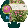 Anemone h. 'Prinz Heinrich' Pot 9 cm
