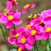 Anemone h. 'Splendens' Pot 9 cm