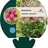 Anemone h. 'Splendens' Pot 9 cm