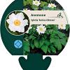 Anemone hyb. 'Andrea Atkinson' Pot 9 cm