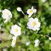 Anemone hyb. 'Andrea Atkinson' Pot 9 cm