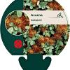 Acaena buchananii Pot 9 cm